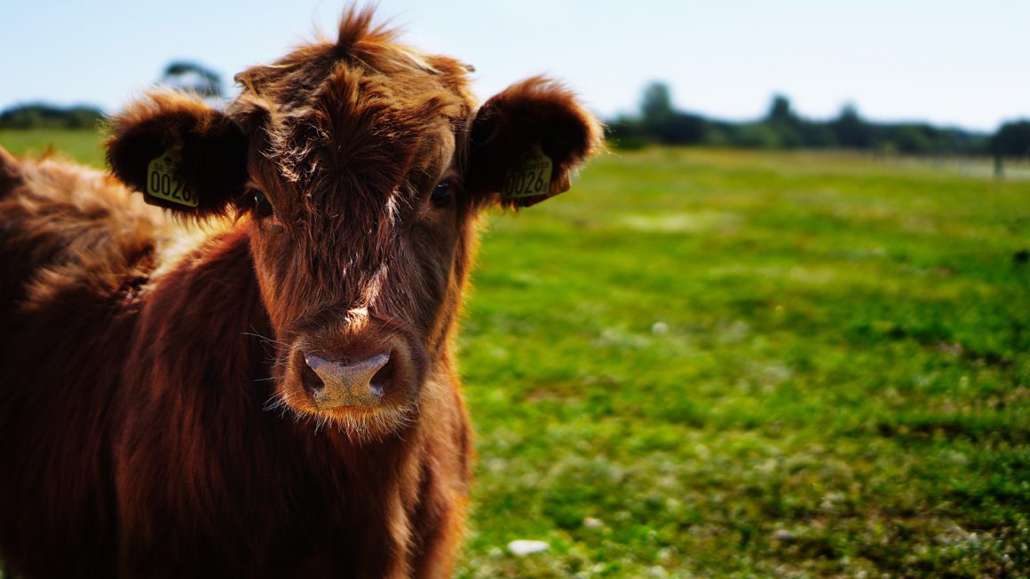 Why Wild, Grass-Finished, and Pasture-Raised Matters