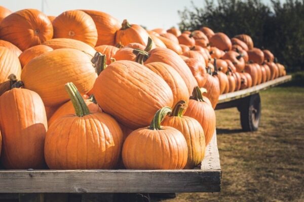 Pumpkins….You Can Eat Your Jack-O’-Lantern Too!